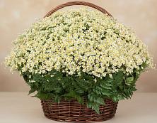 Цветочная композиция из Ромашки в корзине #REPLACE_PRED# Редкино