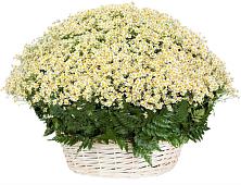 Цветочная композиция из Ромашки в корзине #REPLACE_PRED# Редкино